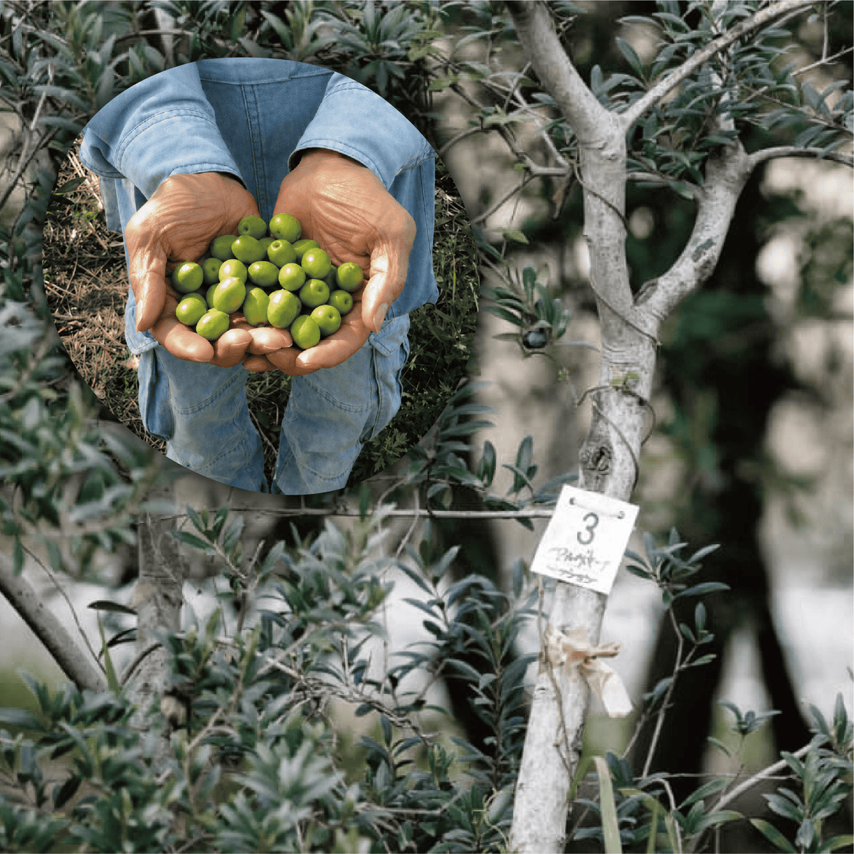 Extra Virgin Olive Oil 100ml