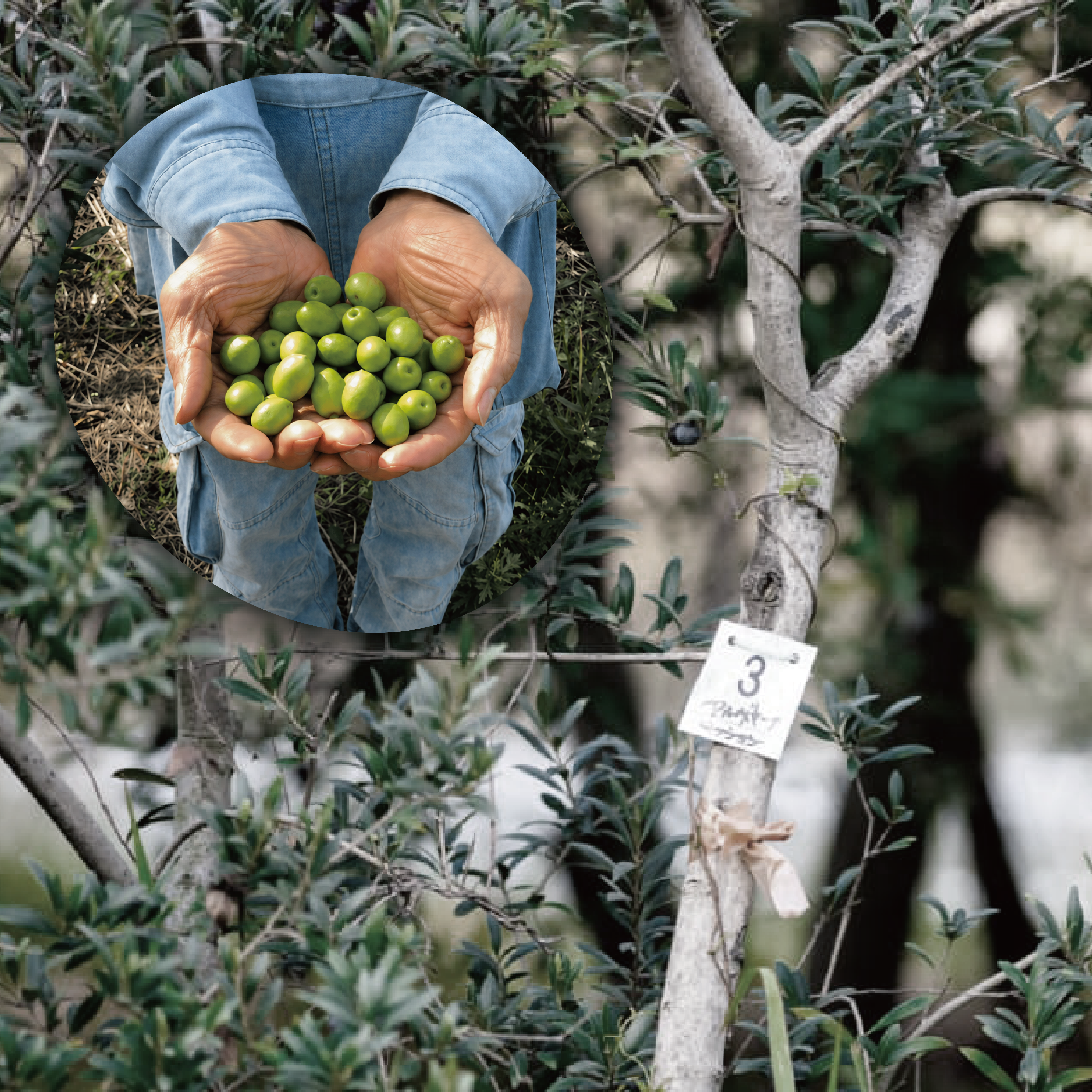 Extra Virgin Olive Oil　100ml