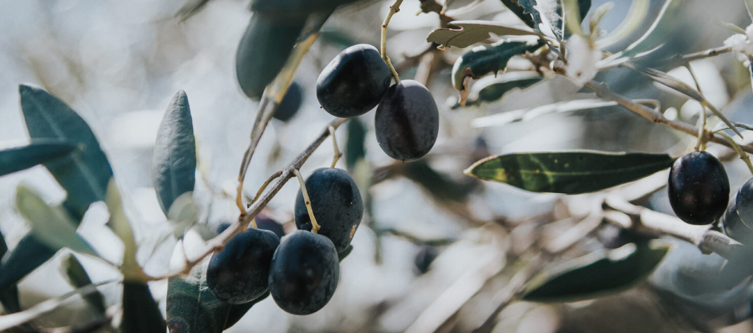 最上級のオリーブ商品シリーズ