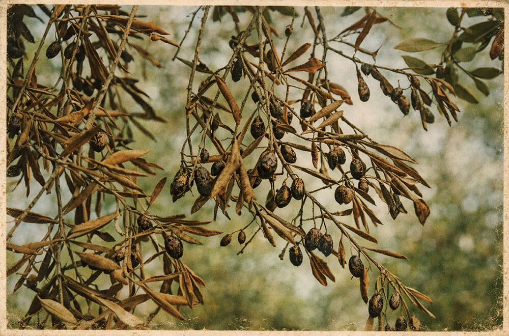 OLIVE