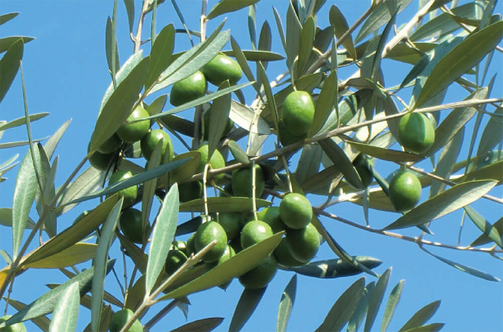 OLIVE
